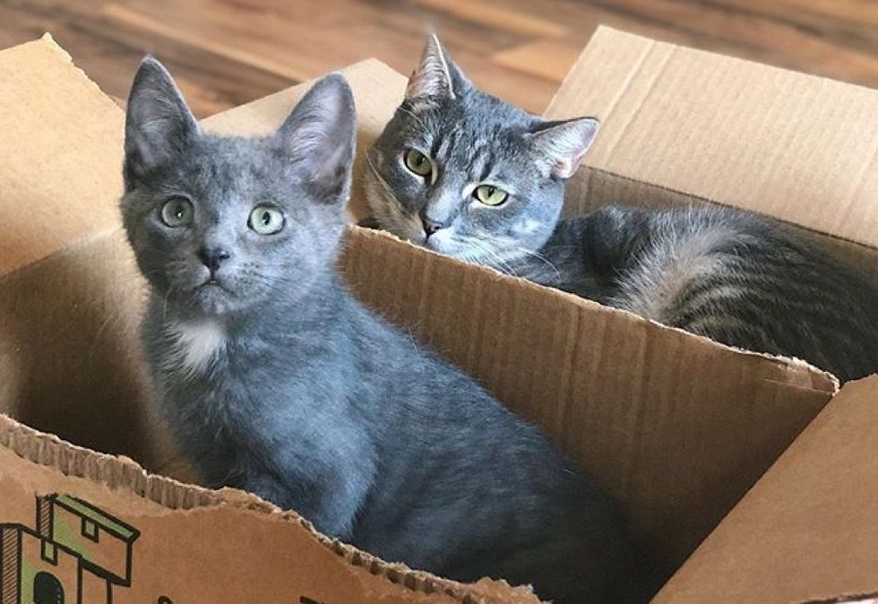 box cat, cute kitten