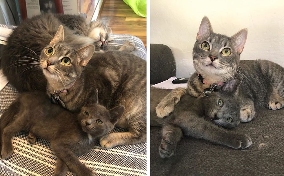 cuddles, cute cat, kitten