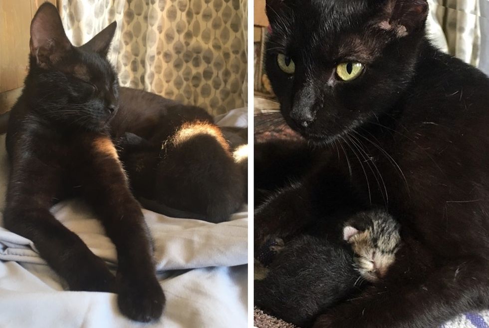 cat mom, panther kitty, black cat