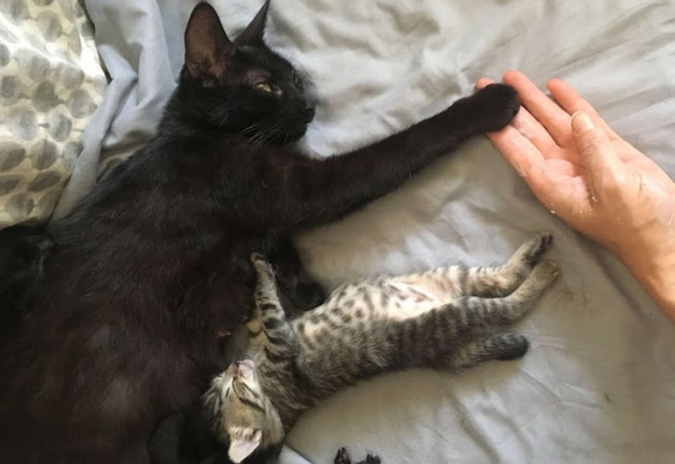 cat, hold hands, paws, cute kitten