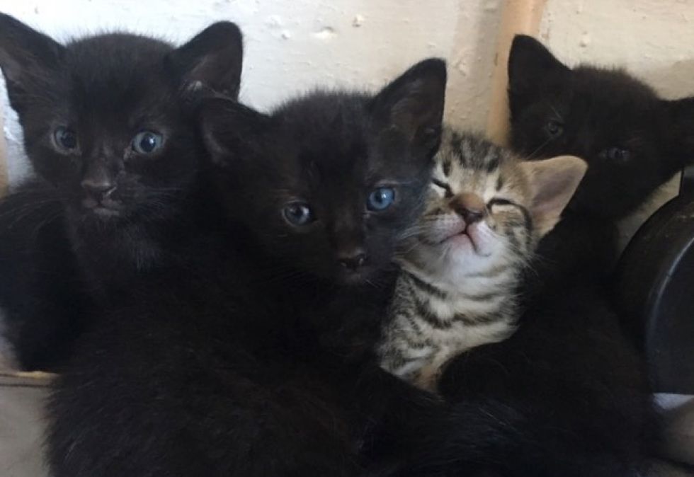 cute cat, kittens