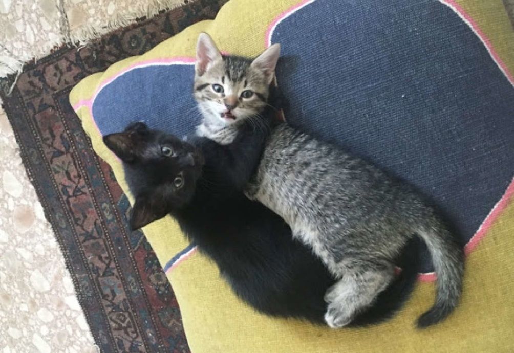 Stray Cat Comes Back To The Family She Befriended So She Can Have ...