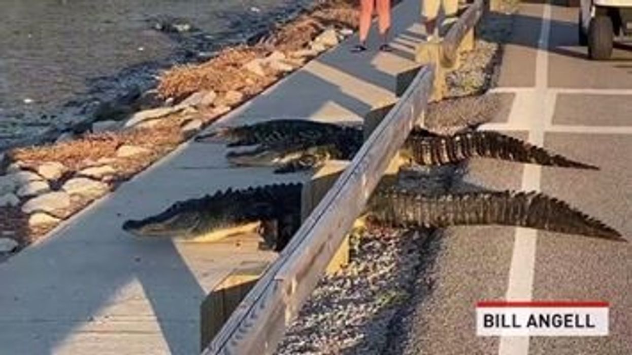Watching 3 alligators politely use a crosswalk reminds us that no one is above the law