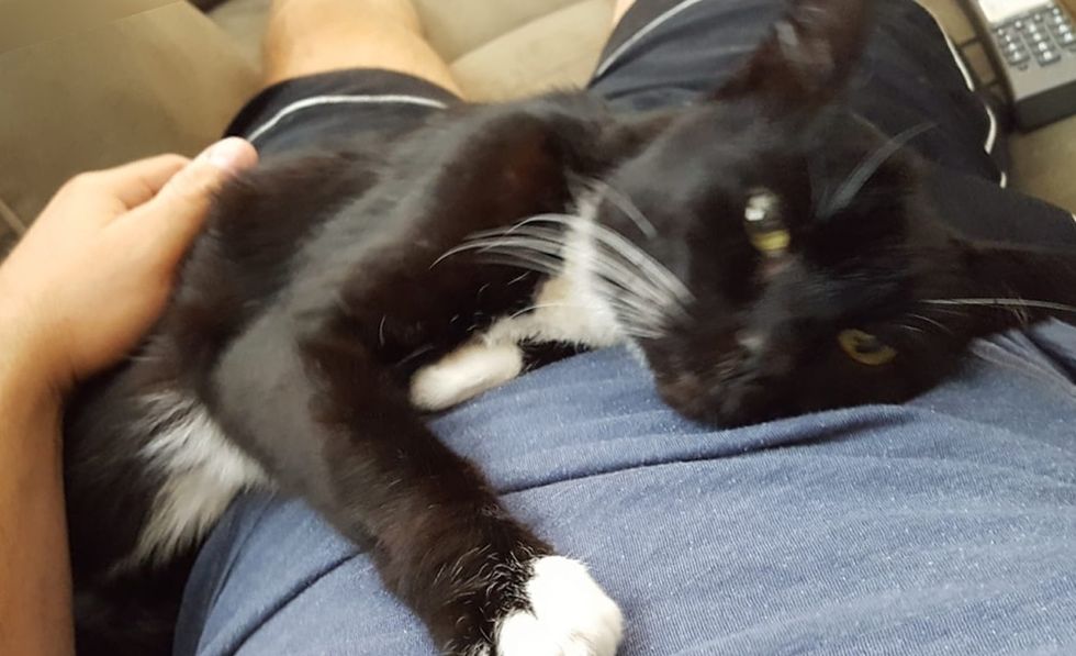 cuddle, senior cat