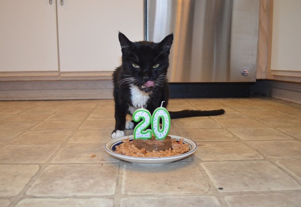 birthday cat, 20 years old, tuxedo cat, older cat