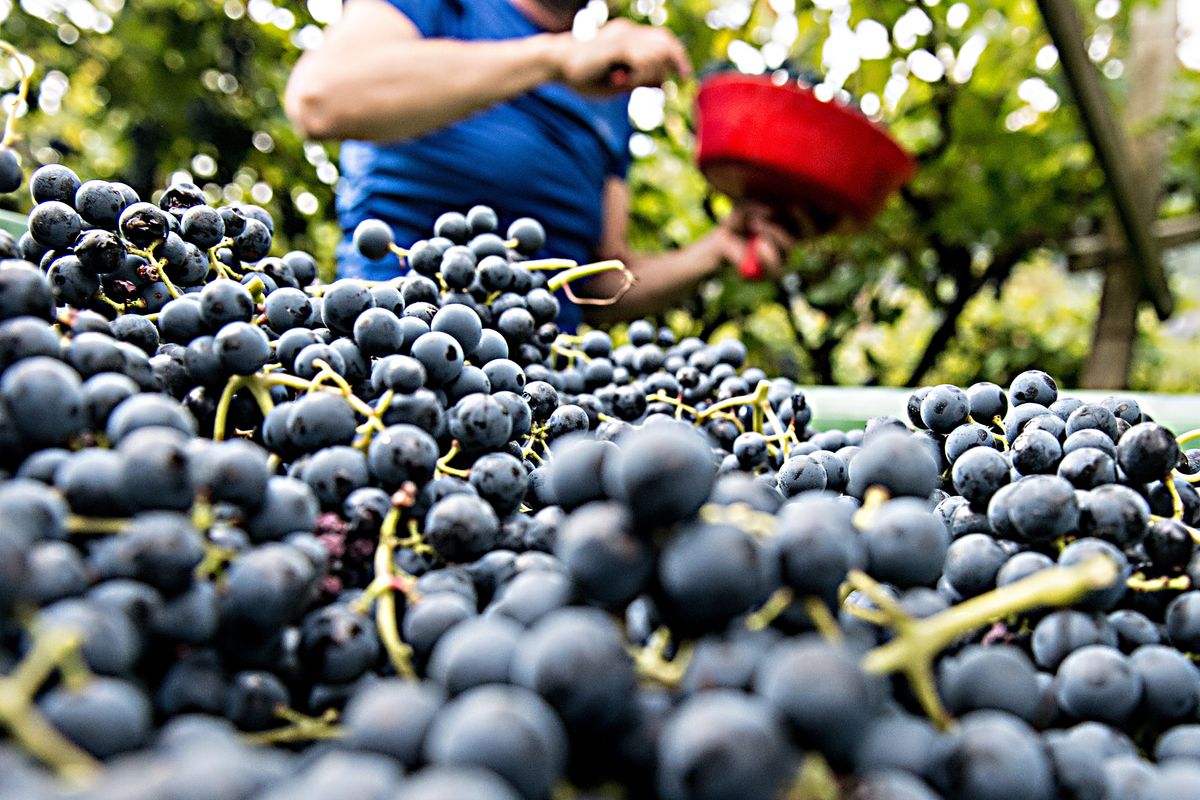 Governo ubriaco, con la scusa del Covid colpo di spugna sui vini Doc e Docg