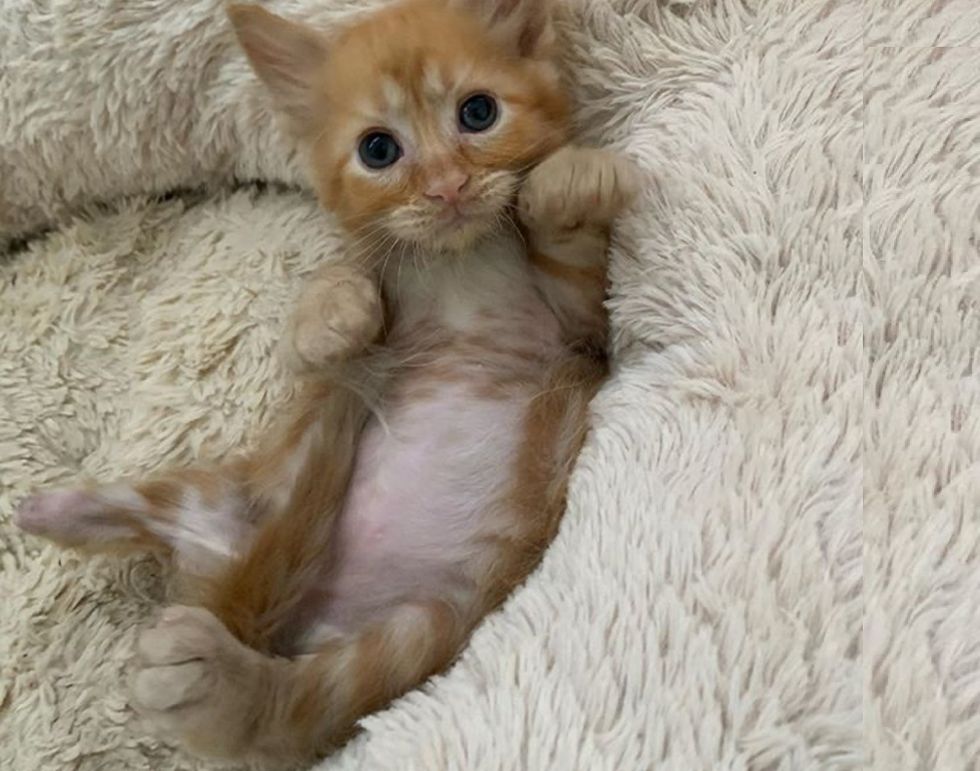 ginger kitten, paws