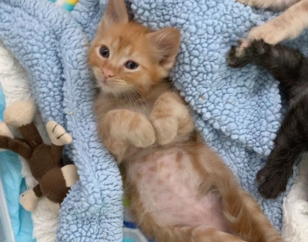 cute kitten, paws