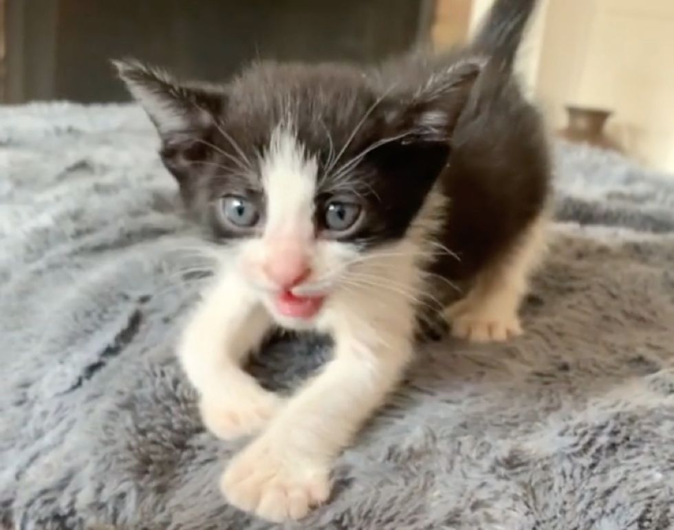 tuxedo kitten, cute