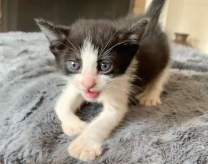 tuxedo kitten, cute