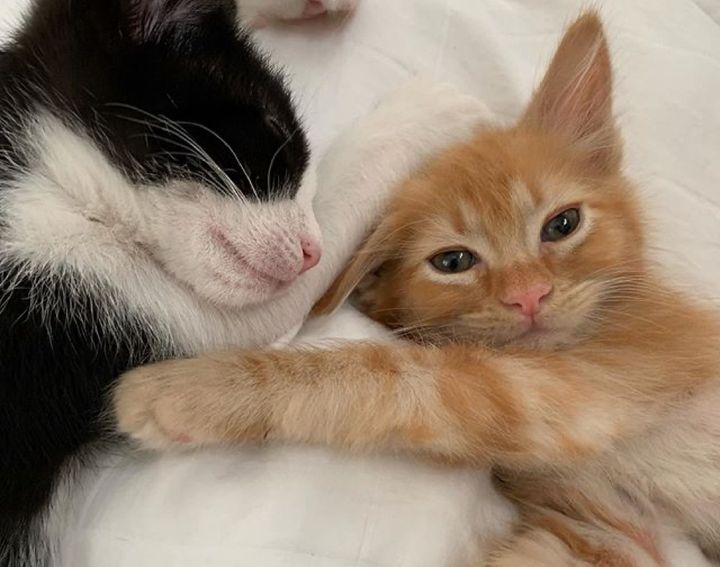 kittens, friends, cute