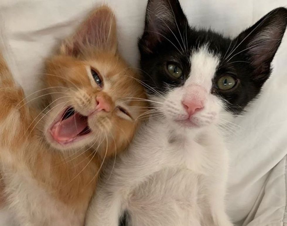 cute kittens, friends