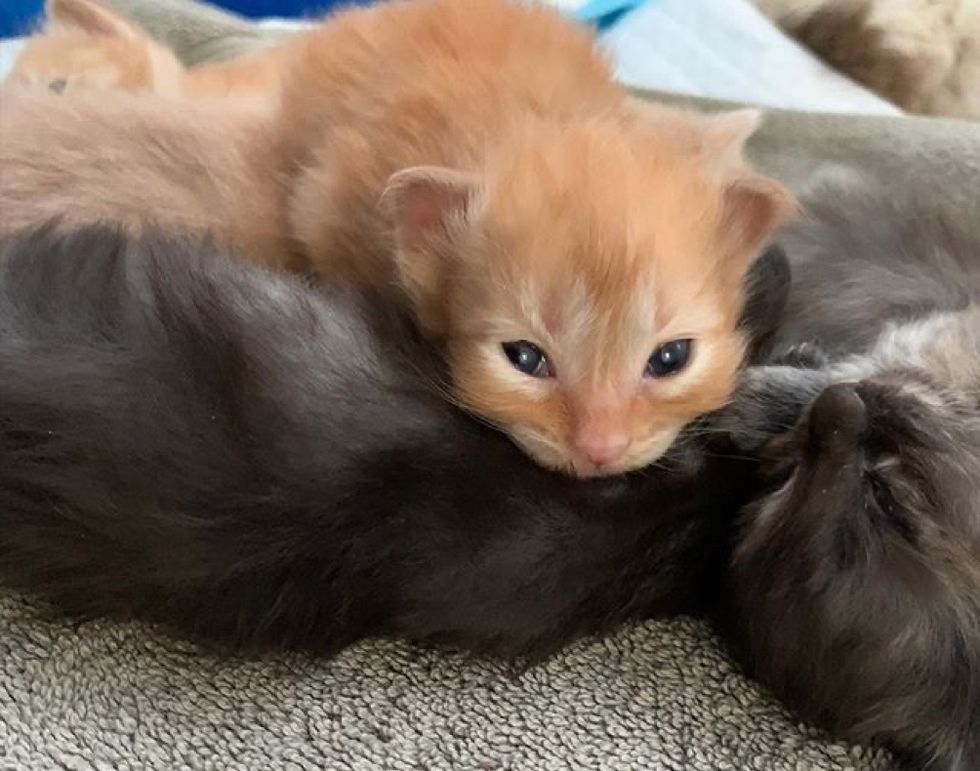 ginger kitten, kittens, nap