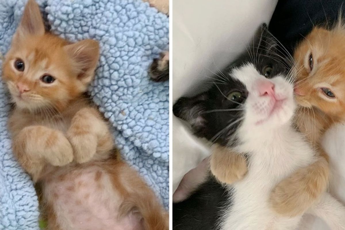 Kitten with 3 Paws Finds Perfect Friend to Help Him Get Better