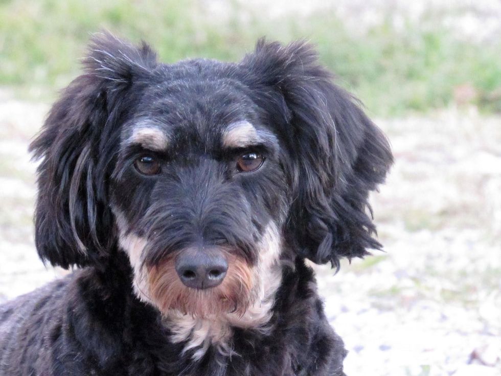 Meet My Dog: Missy, A Dachshund-Terrier Mix