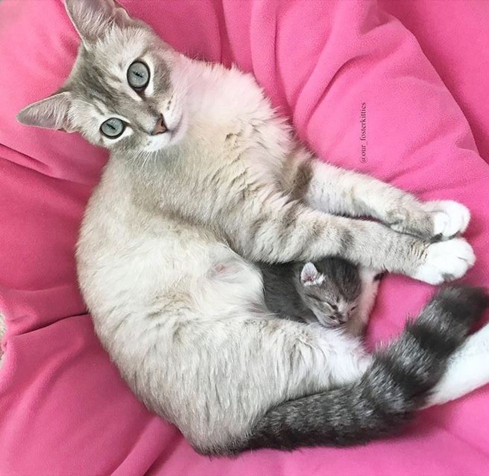 kitten, cat mom, cute, cuddles