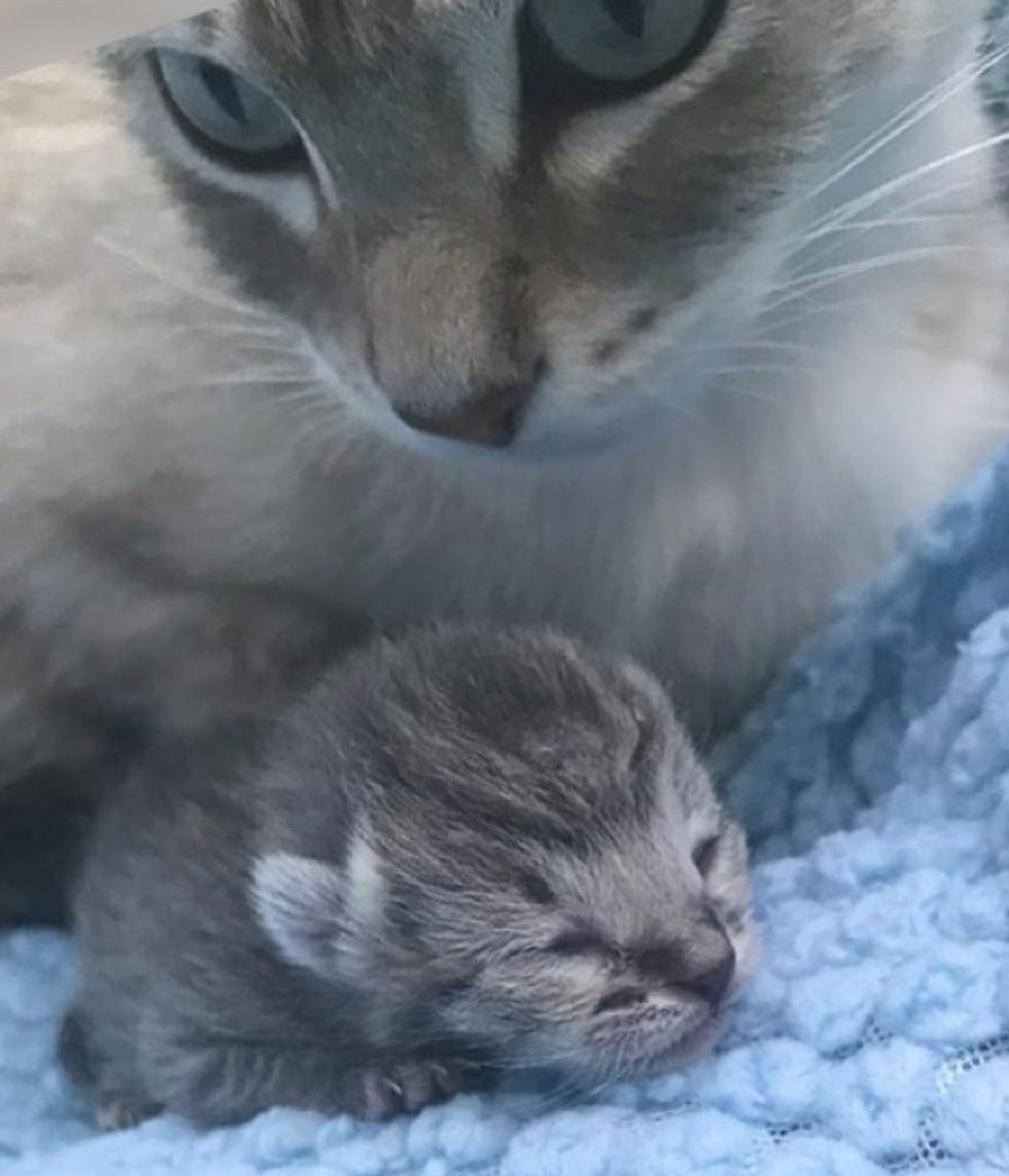 cat, tiny kitten, cute