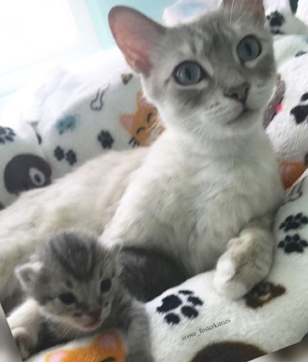 cat mom, kitten, cute, cuddles