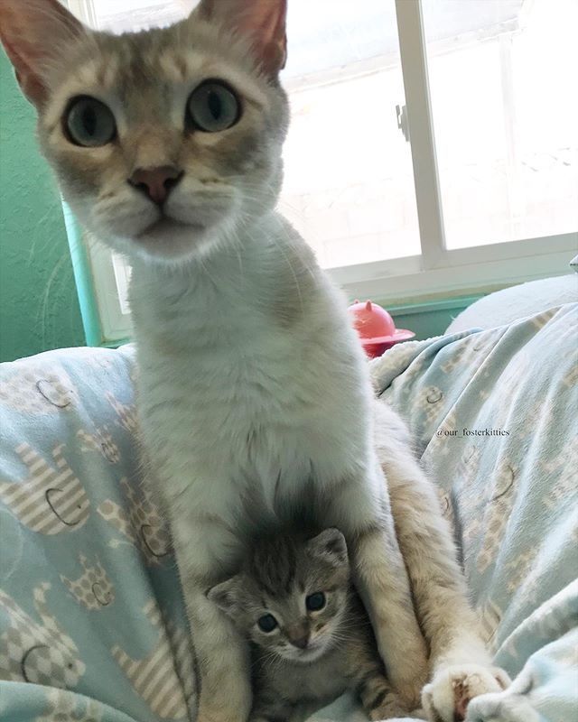 cute, protective cat mom, kitten, cuddle