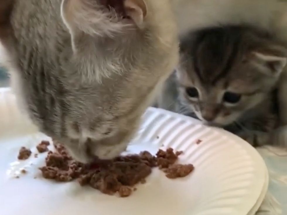 cat, kitten, learning