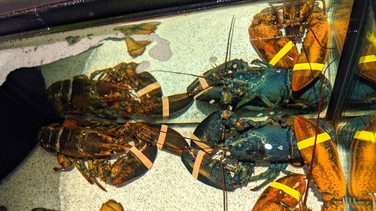 Rare blue lobster saved from buttery demise by the staff at an Ohio Red Lobster restaurant