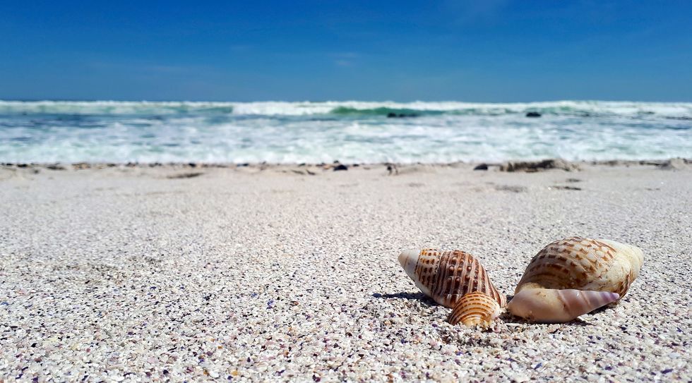 best shelling beaches in south carolina