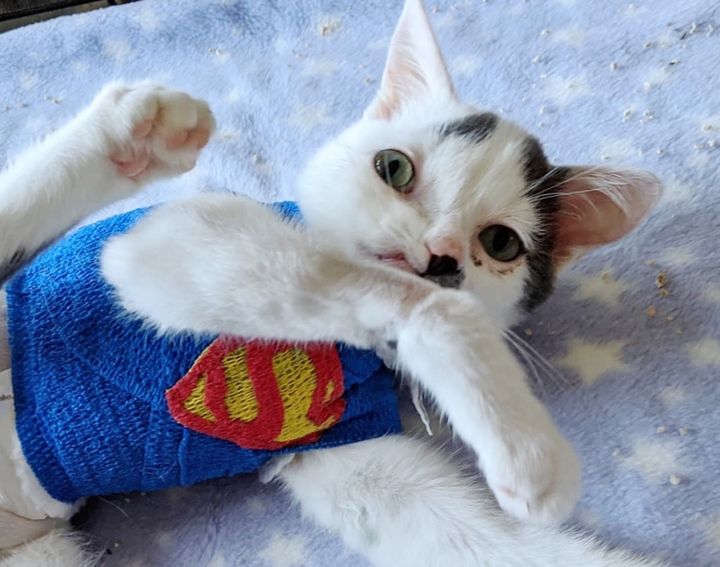 super cat, special needs, cute kitten