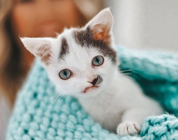 sweet kitten, cute