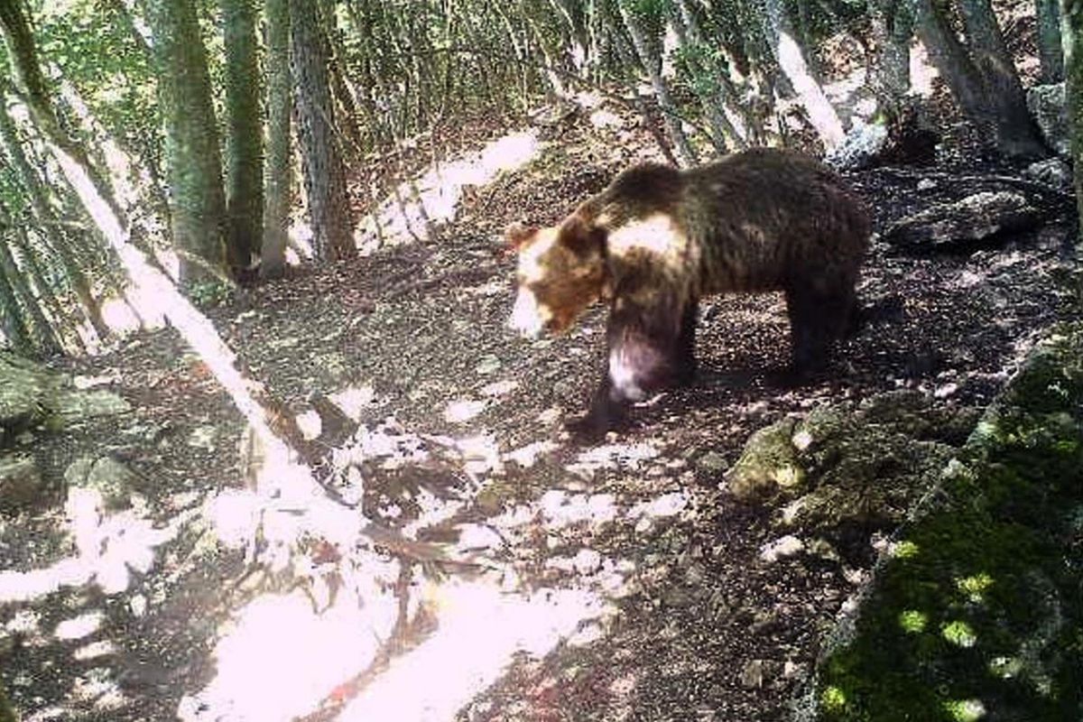 Tifano per la libertà dell’orso feroce ma vogliono rinchiudere gli italiani