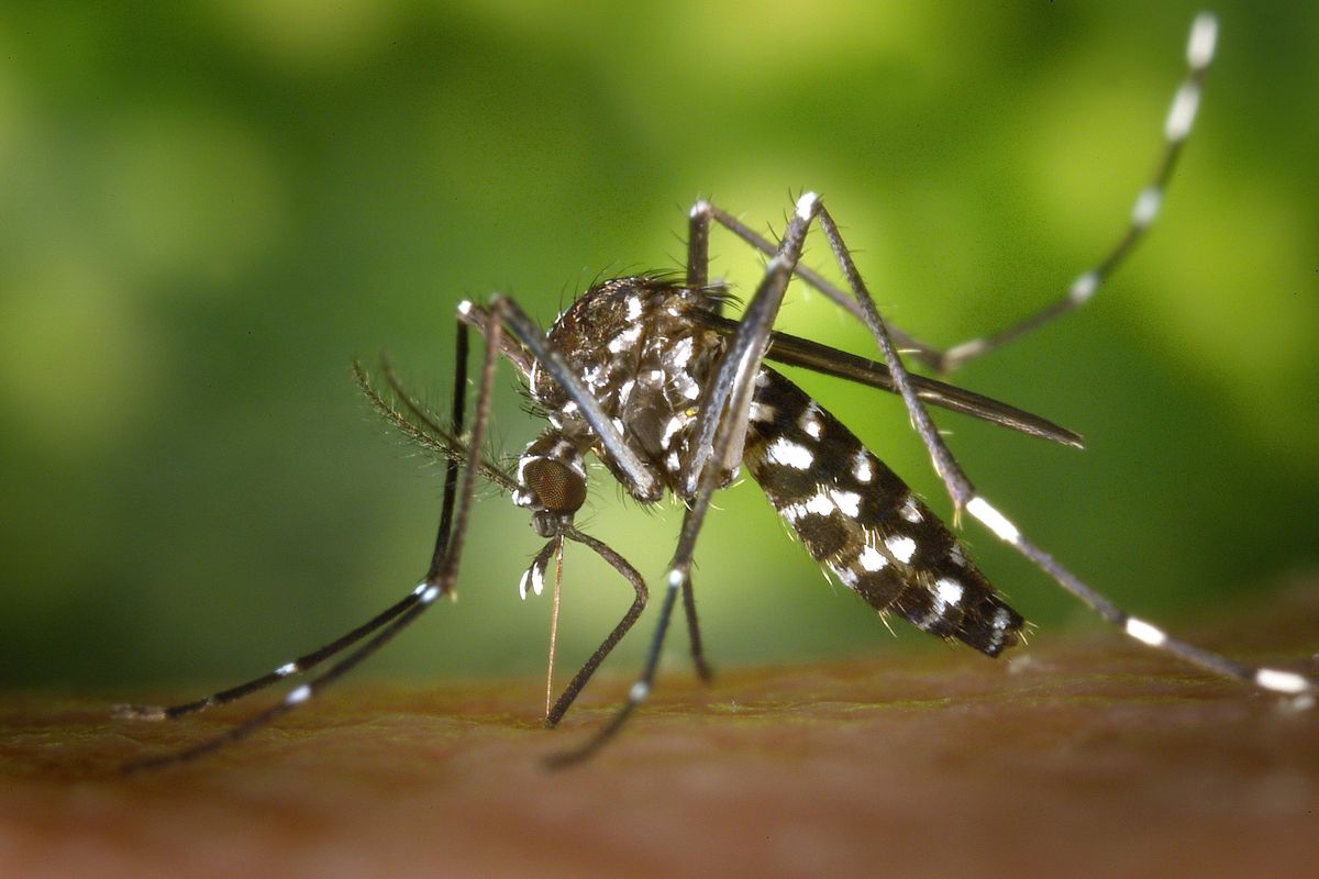 Austin Public Health identifies first probable case of West Nile virus this year
