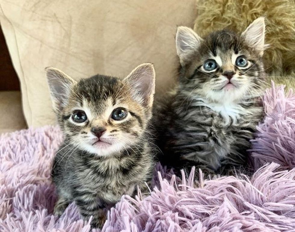 best friends, tabby kitten, cute