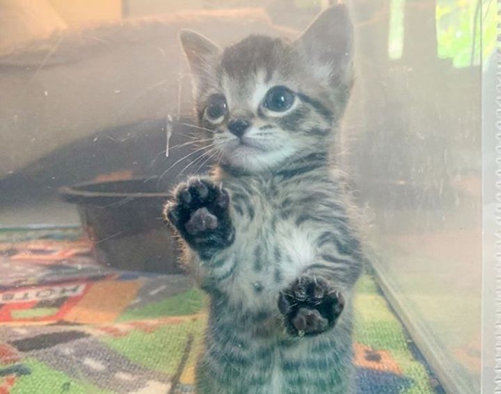paws, tabby, kitten paw print