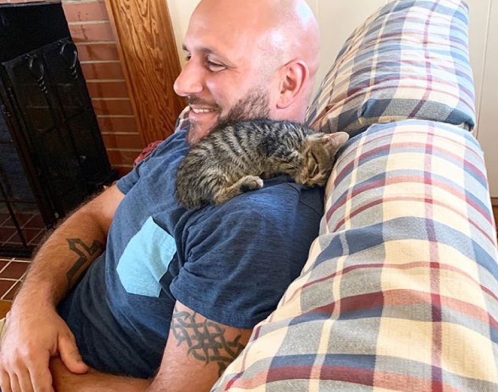 shoulder cat, kitten