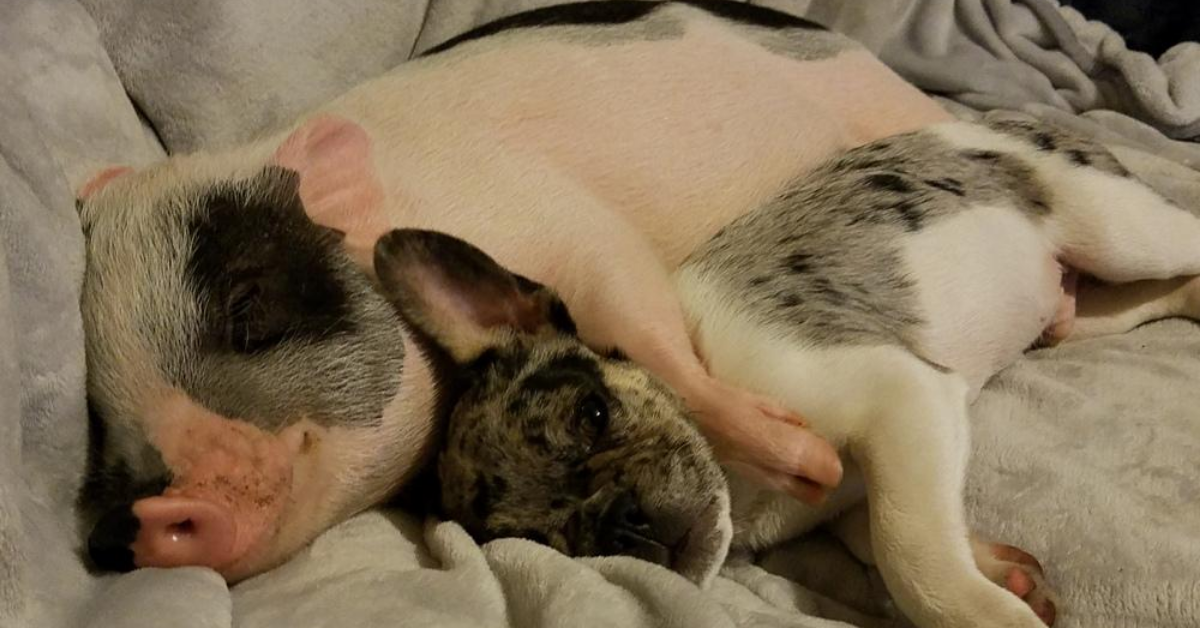 Woman And Her Partner Share Their Bed With Adorable Rescue Pig And His French Bulldog Best Friend