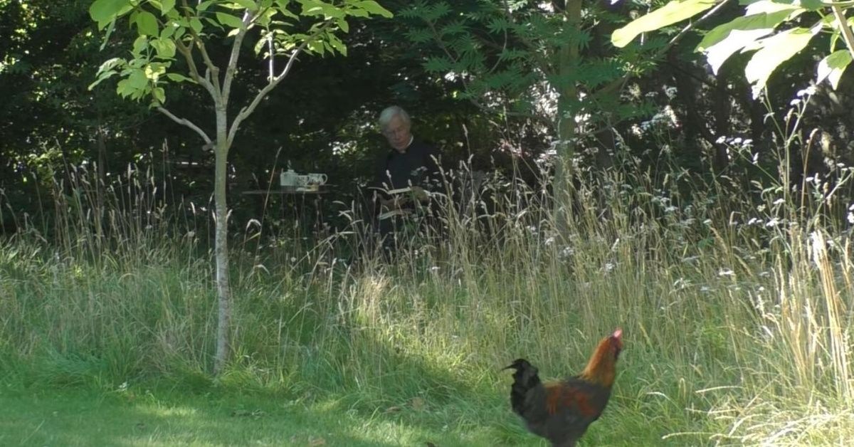 Rooster Crows At The Exact Moment Priest Reads Biblical Passage About Rooster Crowing