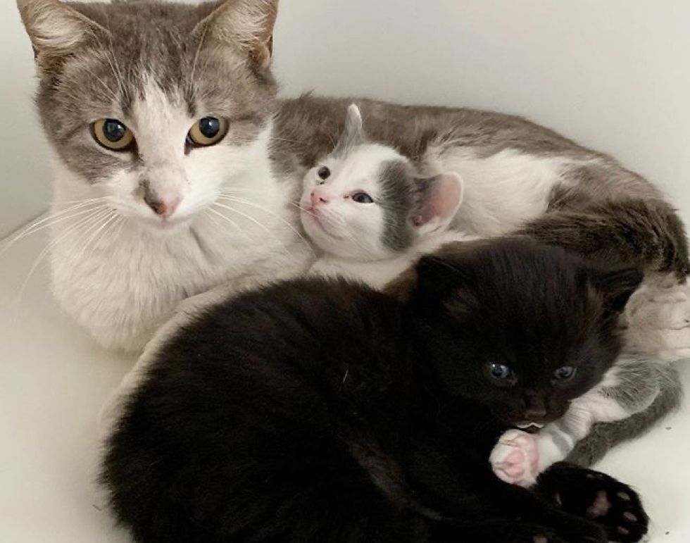 Street Cat Found Kind Family to Help Her Kittens and Began to Trust ...