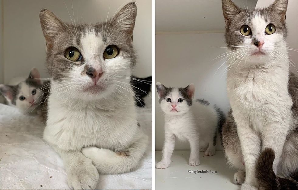 Street Cat Found Kind Family to Help Her Kittens and Began to Trust ...