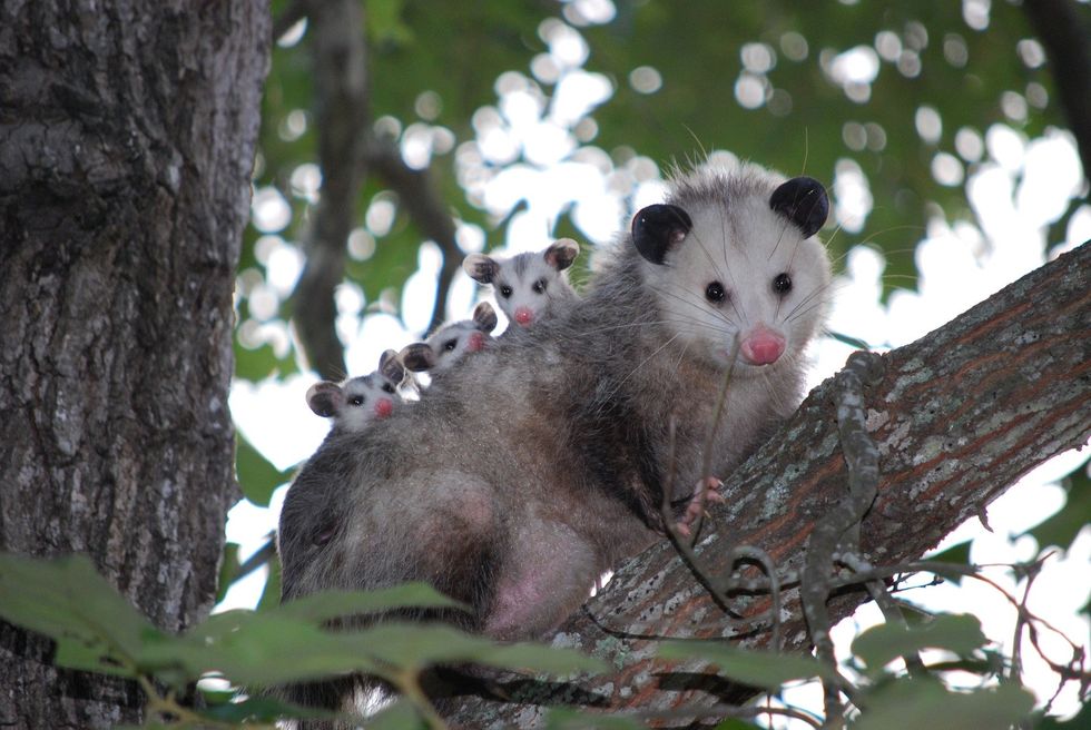 A possum in a tree with three babies on its back.