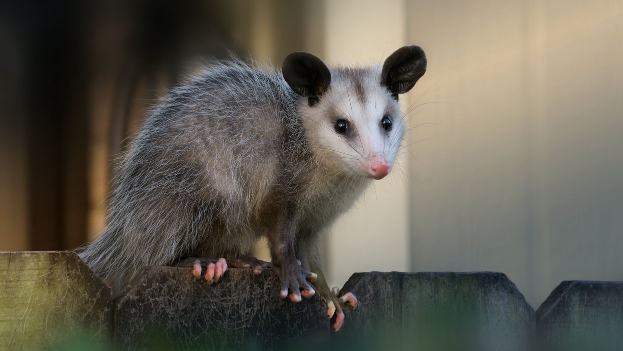 In defense of possums, the cute critters you should want around