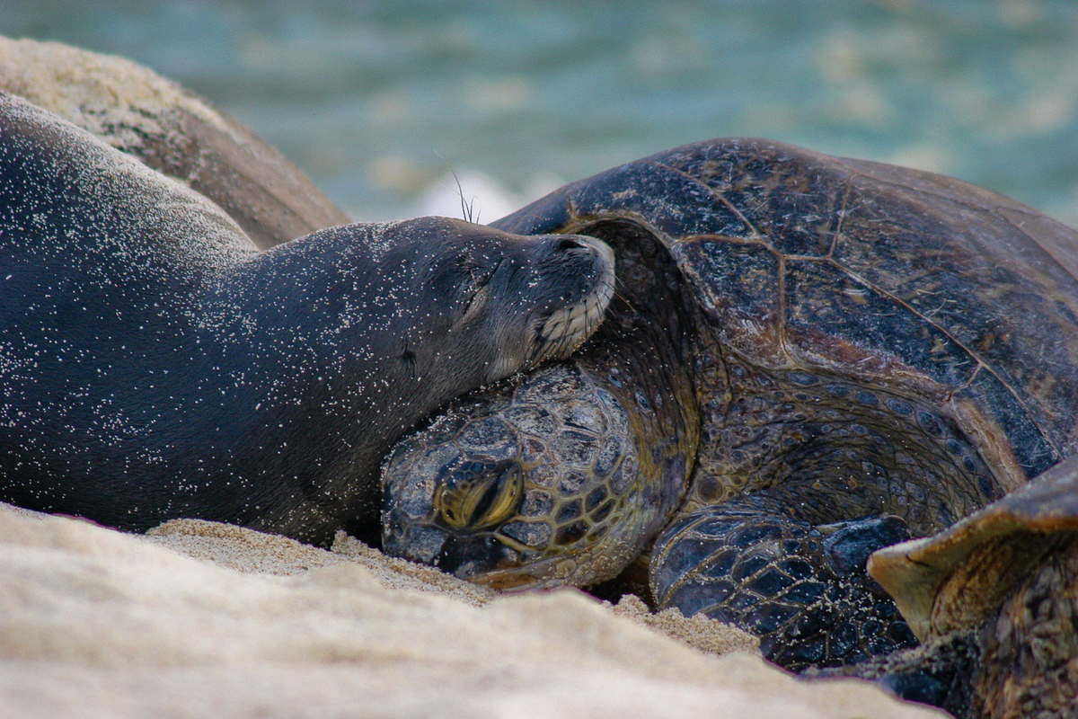 Papahānaumo-kuākea Marine National Monument