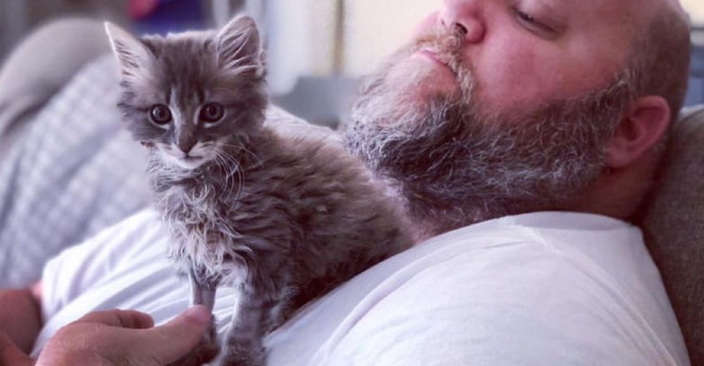 Tripod Kitten Won Hearts of Wonderful Family and Blossomed into