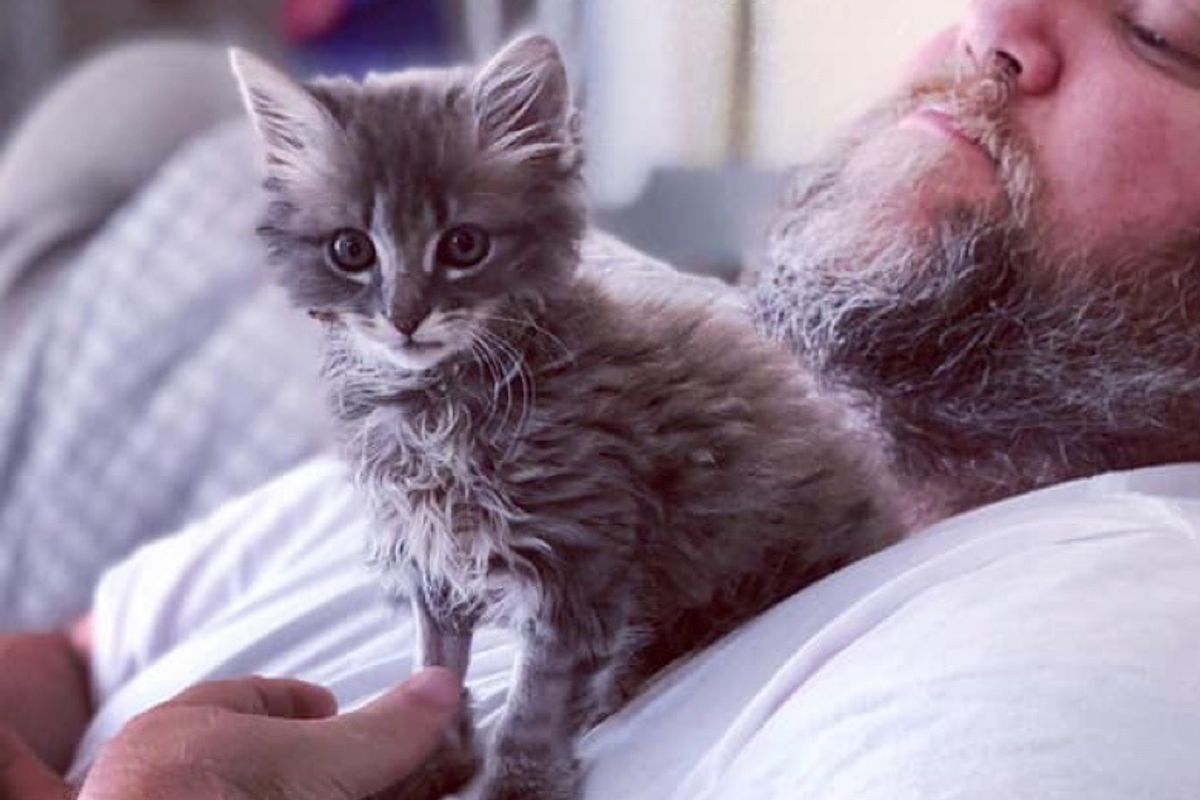 Tripod Kitten Won Hearts of Wonderful Family and Blossomed into Beautiful Cat