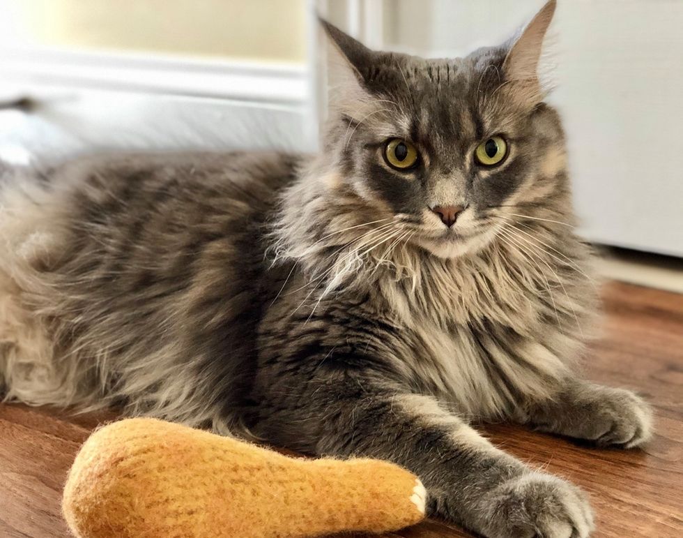 Tripod Kitten Won Hearts of Wonderful Family and Blossomed into