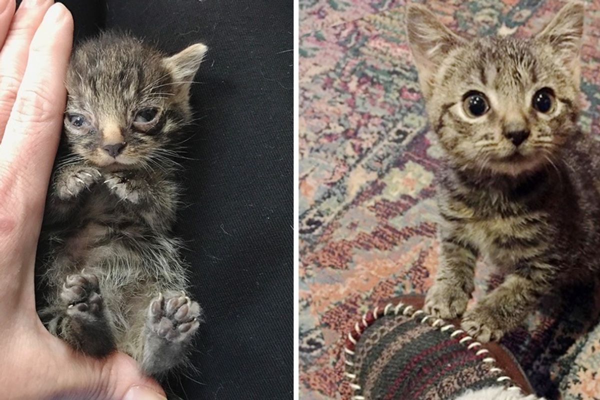 Palm-sized Kitten Gets Help In the Nick of Time and Begins to Grow and Thrive