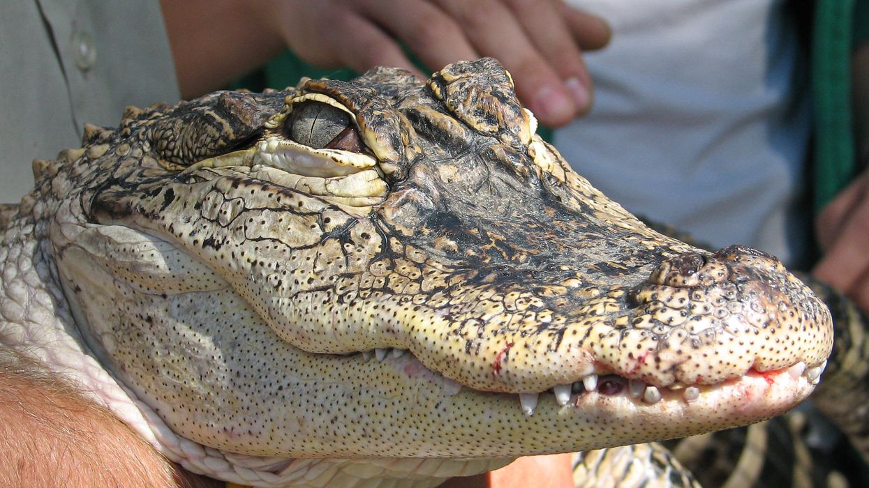 Alligators apparently make terrible pets, and no one is surprised