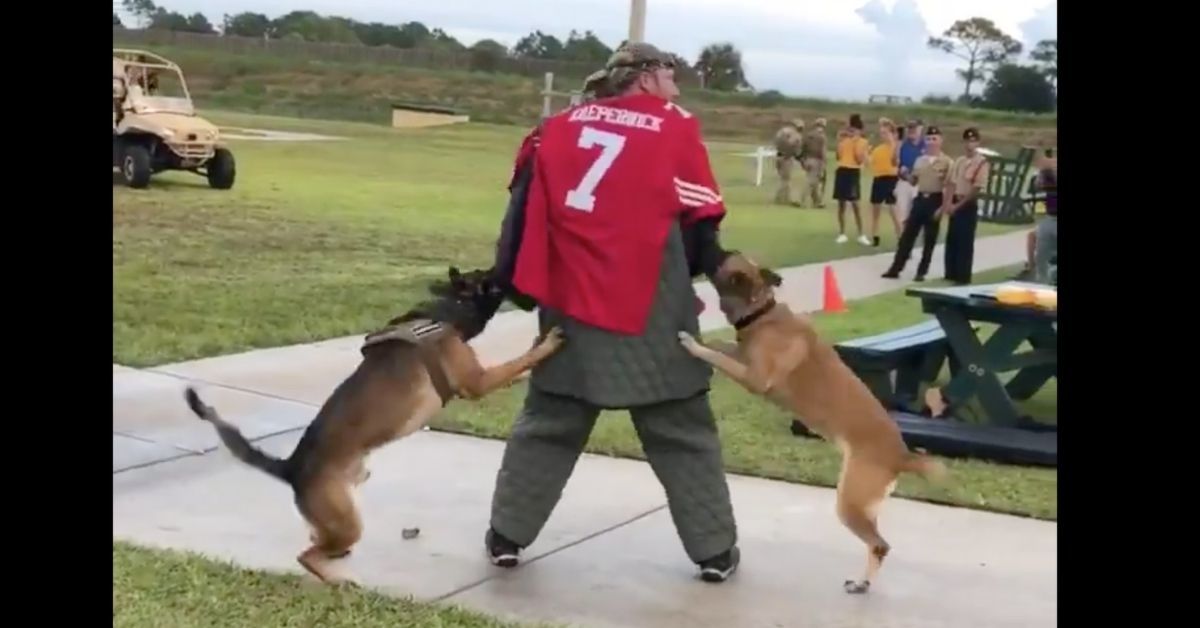 Navy SEALs Apologize After Video Of K-9 Dogs Attacking 'Colin Kaepernick Stand-In' Surfaces