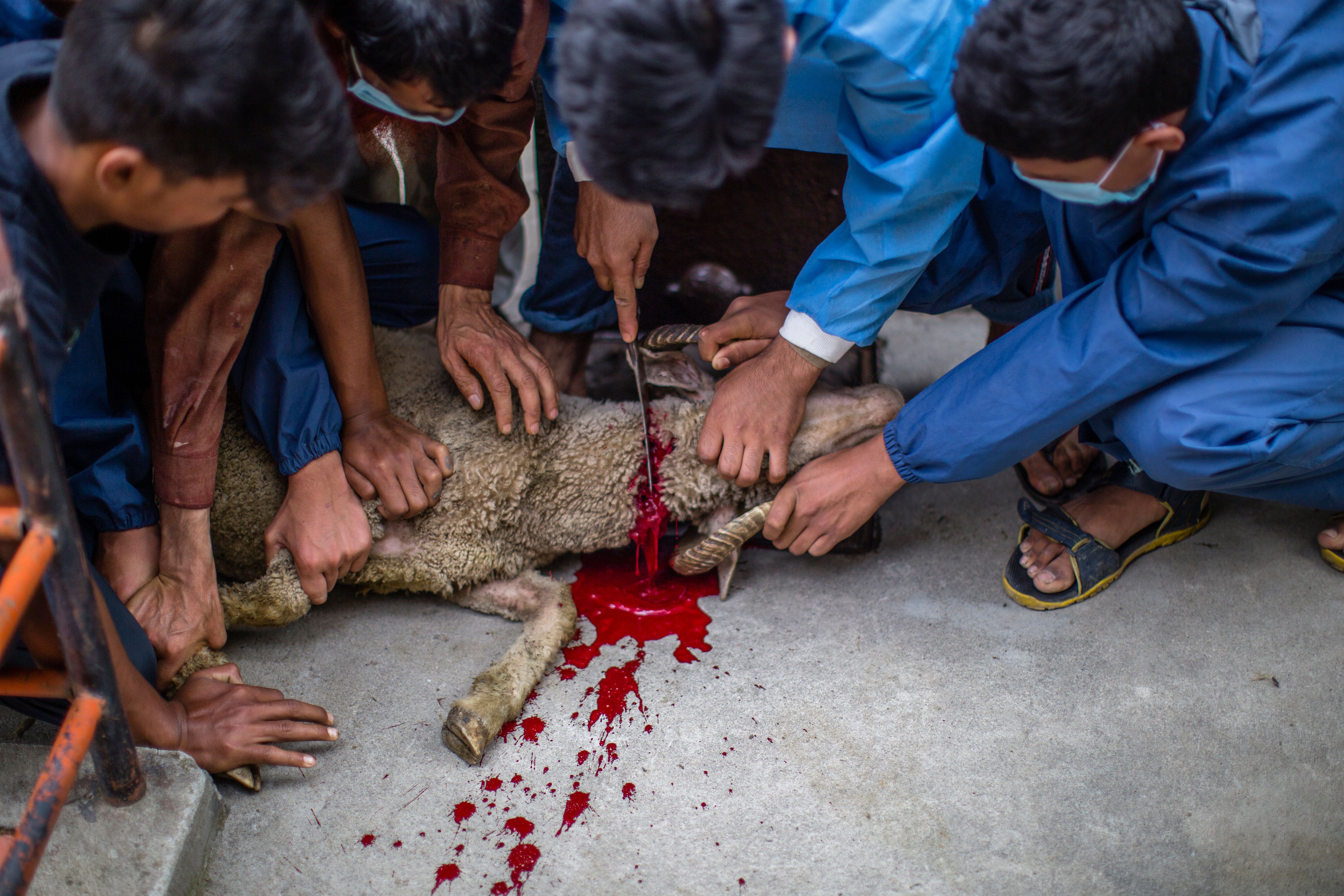 Animali sgozzati con la benedizione del prete