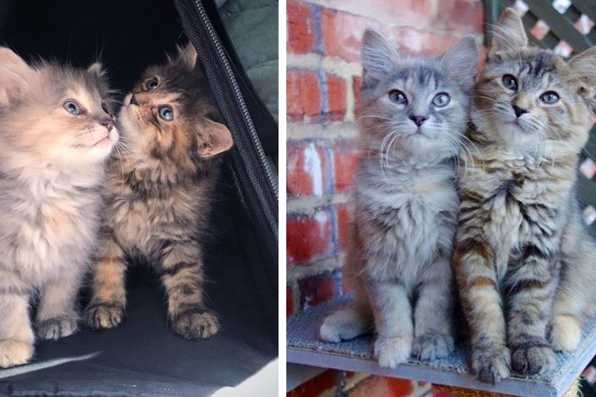 Kitten Sisters Stick Together and Never Part After They Were Rescued