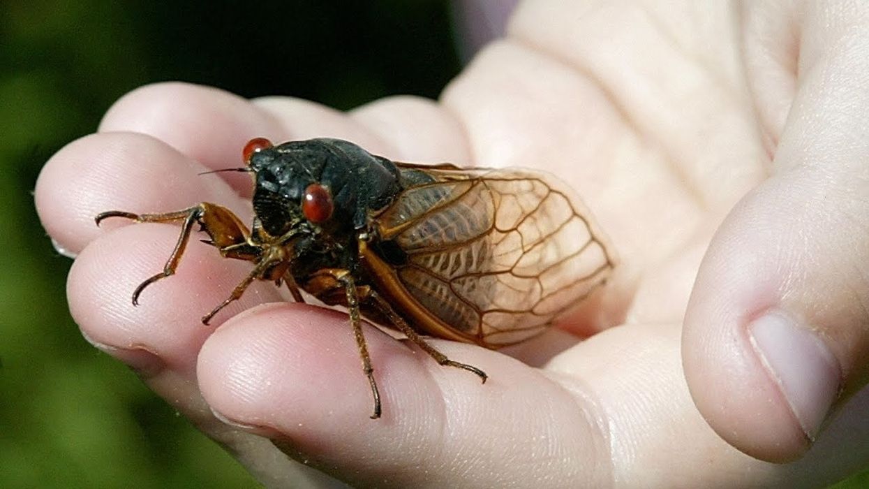 'Zombie cicadas' under mind control by a hallucinogenic fungus return to West Virginia -- no, really
