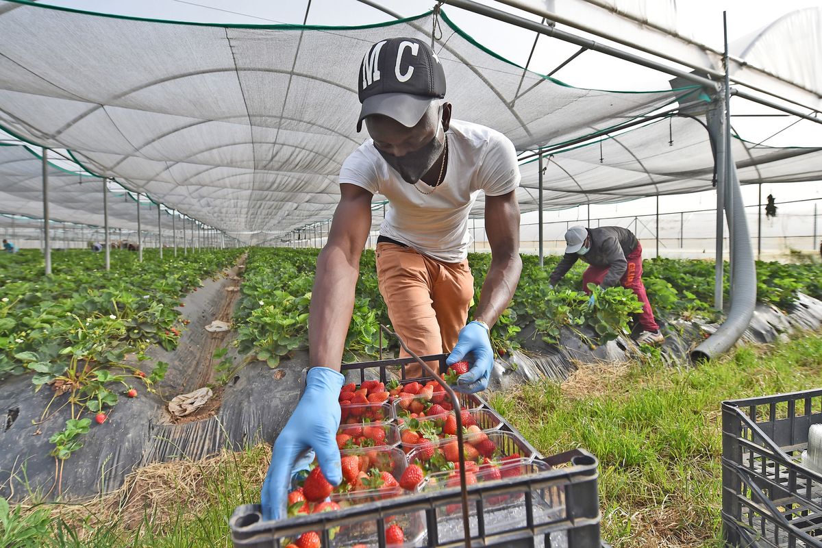 La sanatoria voluta dalla Bellanova lascia l’agricoltura senza lavoratori